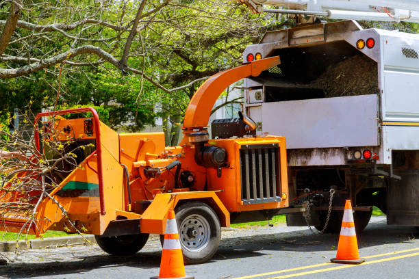 How Our Tree Care Process Works  in Lackland Af, TX